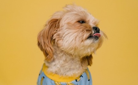 Giardia kod kućnih&nbsp;ljubimaca